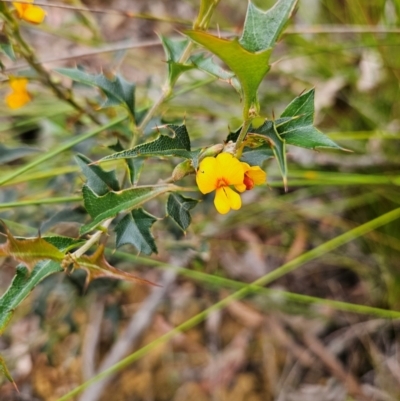 Podolobium ilicifolium (prickly shaggy-pea) at QPRC LGA - 3 Jan 2024 by MatthewFrawley