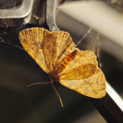 Ectropis (genus) (An engrailed moth) at Captains Flat, NSW - 4 Jan 2024 by Csteele4