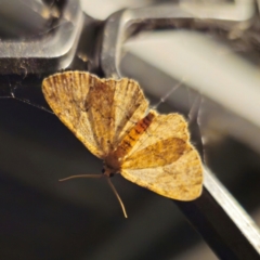 Ectropis (genus) at QPRC LGA - 4 Jan 2024