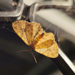 Ectropis (genus) at QPRC LGA - suppressed