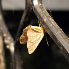 Ectropis (genus) at QPRC LGA - suppressed