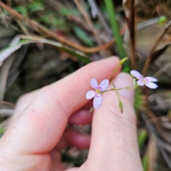 Stylidium laricifolium (Giant Triggerplant, Tree Triggerplant) at Budawang, NSW - 3 Jan 2024 by MatthewFrawley