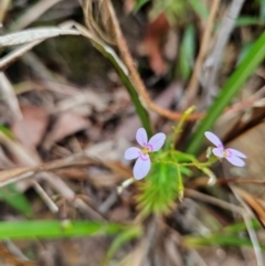 Stylidium laricifolium at QPRC LGA - 3 Jan 2024