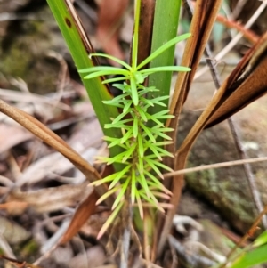 Stylidium laricifolium at QPRC LGA - 3 Jan 2024