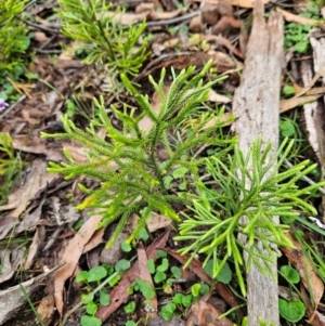 Pseudolycopodium densum at QPRC LGA - 3 Jan 2024