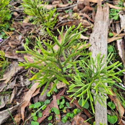 Pseudolycopodium densum (Bushy Club Moss) at QPRC LGA - 3 Jan 2024 by MatthewFrawley