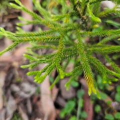 Pseudolycopodium densum at QPRC LGA - 3 Jan 2024