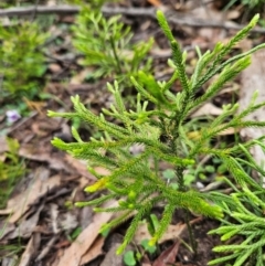 Pseudolycopodium densum at QPRC LGA - 3 Jan 2024