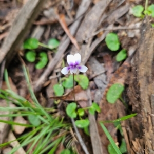 Viola hederacea at QPRC LGA - 3 Jan 2024 01:05 PM