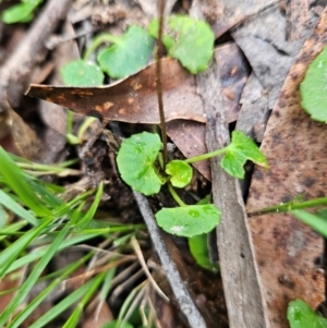 Viola hederacea at QPRC LGA - 3 Jan 2024 01:05 PM