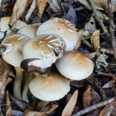 Unidentified Cap on a stem; gills below cap [mushrooms or mushroom-like] at Isaacs, ACT - 30 Dec 2023 by Mike