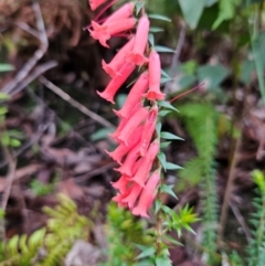 Epacris impressa (Common Heath) at Budawang, NSW - 3 Jan 2024 by MatthewFrawley