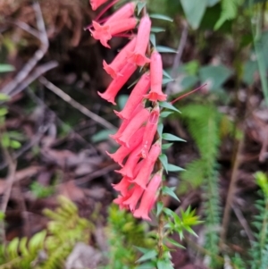 Epacris impressa at QPRC LGA - 3 Jan 2024