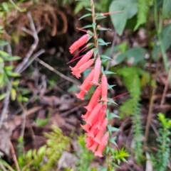 Epacris impressa at QPRC LGA - 3 Jan 2024