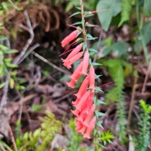 Epacris impressa at QPRC LGA - 3 Jan 2024