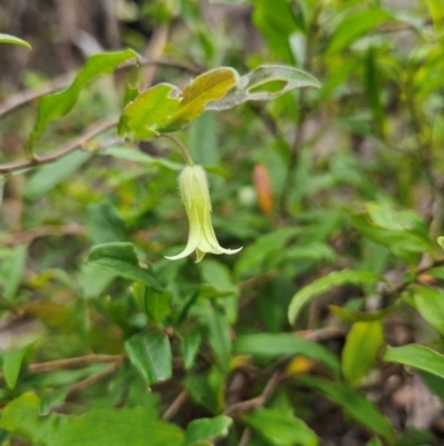 Billardiera mutabilis (Climbing Apple Berry, Apple Berry, Snot Berry, Apple Dumblings, Changeable Flowered Billardiera) at QPRC LGA - 3 Jan 2024 by MatthewFrawley