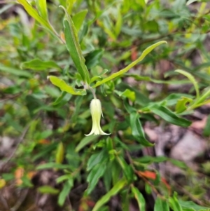 Billardiera mutabilis at QPRC LGA - 3 Jan 2024