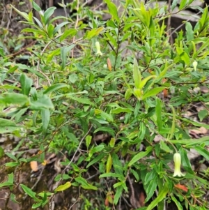 Billardiera mutabilis at QPRC LGA - 3 Jan 2024