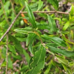 Billardiera mutabilis at QPRC LGA - 3 Jan 2024