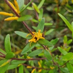 Persoonia mollis subsp. budawangensis at Budawang, NSW - 3 Jan 2024 by MatthewFrawley