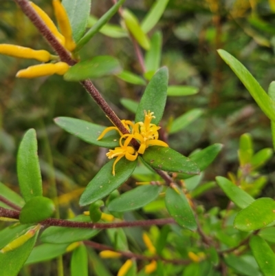 Persoonia mollis subsp. budawangensis at Budawang, NSW - 3 Jan 2024 by MatthewFrawley