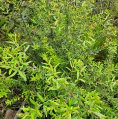 Persoonia mollis subsp. budawangensis at QPRC LGA - 3 Jan 2024