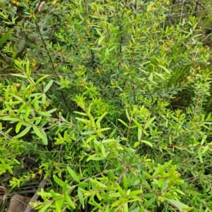 Persoonia mollis subsp. budawangensis at QPRC LGA - 3 Jan 2024 01:29 PM