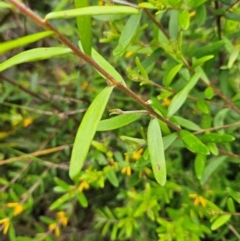 Persoonia mollis subsp. budawangensis at QPRC LGA - 3 Jan 2024