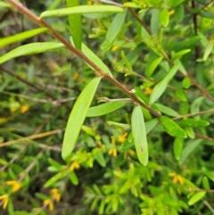 Persoonia mollis subsp. budawangensis at QPRC LGA - 3 Jan 2024 01:29 PM