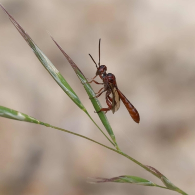 Hyptiogaster sp. (genus) (A parasitic wasp) at Tidbinbilla Nature Reserve - 29 Dec 2023 by DPRees125