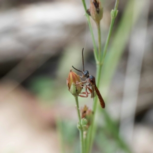 Hyptiogaster sp. (genus) at Tidbinbilla Nature Reserve - 29 Dec 2023 10:29 AM