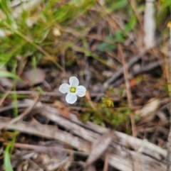 Mitrasacme polymorpha (Varied Mitrewort) at QPRC LGA - 3 Jan 2024 by MatthewFrawley