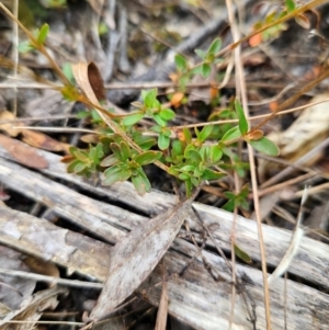 Mitrasacme polymorpha at QPRC LGA - 3 Jan 2024 01:54 PM