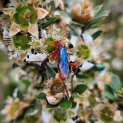 Lissopimpla excelsa at QPRC LGA - 3 Jan 2024