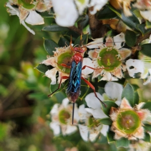 Lissopimpla excelsa at QPRC LGA - 3 Jan 2024