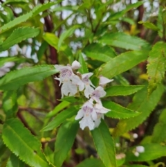 Prostanthera lasianthos (Victorian Christmas Bush) at QPRC LGA - 3 Jan 2024 by MatthewFrawley