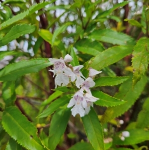 Prostanthera lasianthos at QPRC LGA - 3 Jan 2024