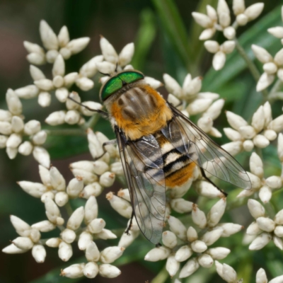 Scaptia patula (March fly) at Tharwa, ACT - 29 Dec 2023 by DPRees125