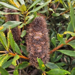 Banksia paludosa at QPRC LGA - 3 Jan 2024 03:00 PM