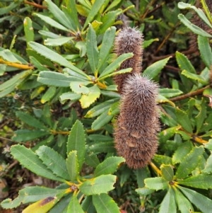 Banksia paludosa at QPRC LGA - 3 Jan 2024