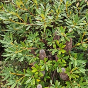 Banksia paludosa at QPRC LGA - 3 Jan 2024