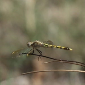 Orthetrum caledonicum at Cook, ACT - 1 Jan 2024 02:18 PM