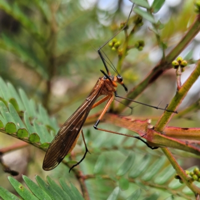 Harpobittacus australis (Hangingfly) at Budawang, NSW - 3 Jan 2024 by MatthewFrawley