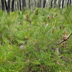 Banksia spinulosa var. spinulosa at QPRC LGA - 3 Jan 2024