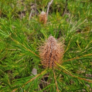 Banksia spinulosa var. spinulosa at QPRC LGA - 3 Jan 2024