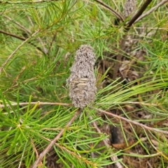 Banksia spinulosa var. spinulosa at QPRC LGA - 3 Jan 2024