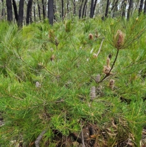 Banksia spinulosa var. spinulosa at QPRC LGA - 3 Jan 2024