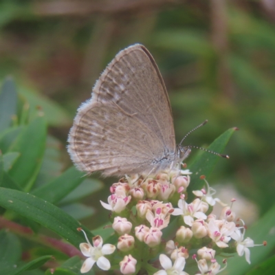 Zizina otis (Common Grass-Blue) at Budawang, NSW - 3 Jan 2024 by MatthewFrawley