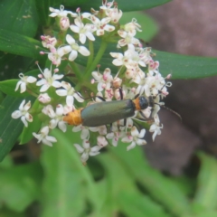 Chauliognathus lugubris (Plague Soldier Beetle) at QPRC LGA - 3 Jan 2024 by MatthewFrawley