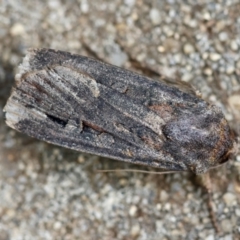 Agrotis infusa (Bogong Moth, Common Cutworm) at Hughes, ACT - 3 Jan 2024 by LisaH